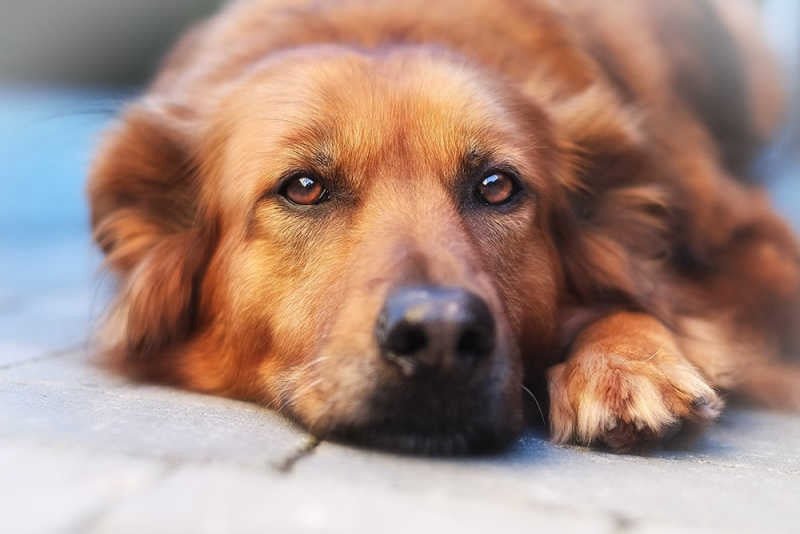 De gouden tip voor een hond met diarree - MisterDog