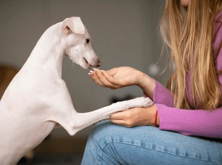 De Ultieme Gids voor Natuurlijke Hondensnacks - MisterDog