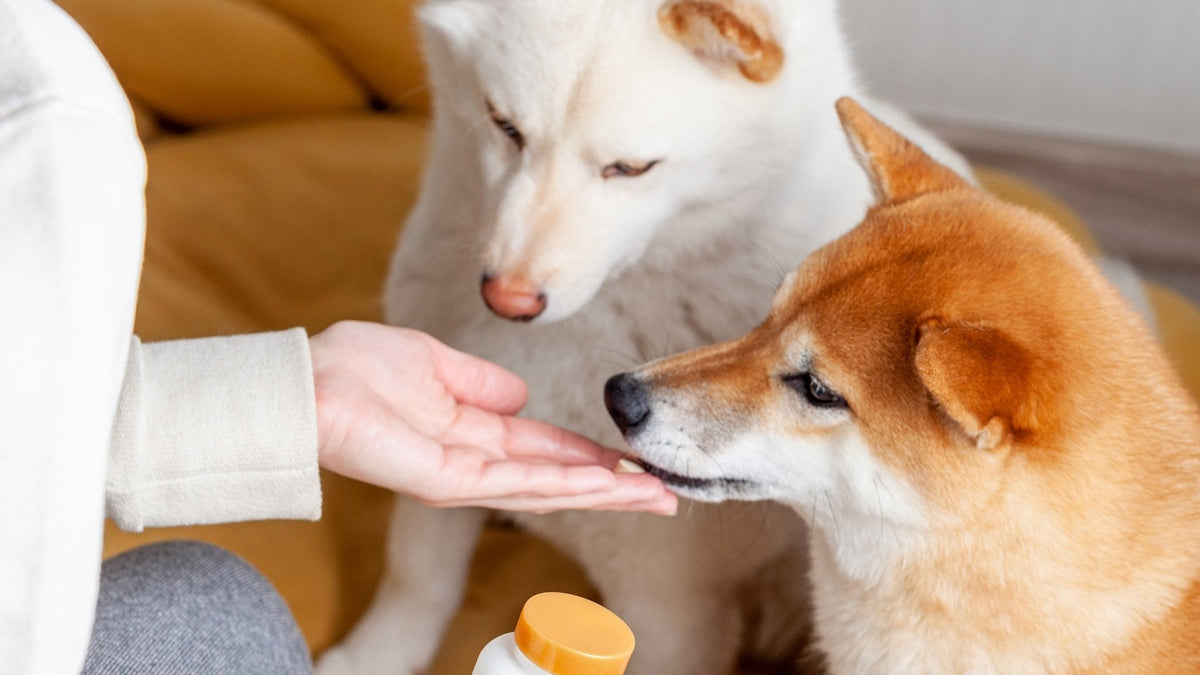 De voordelen van probiotica voor je hond - MisterDog