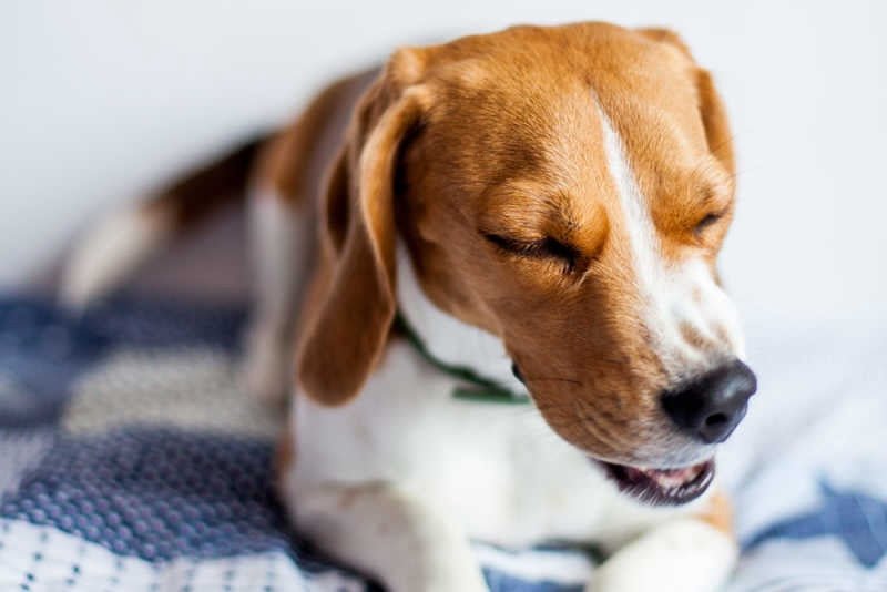 Reverse Sneezing bij Honden: Oorzaken, Symptomen en Behandeling - MisterDog