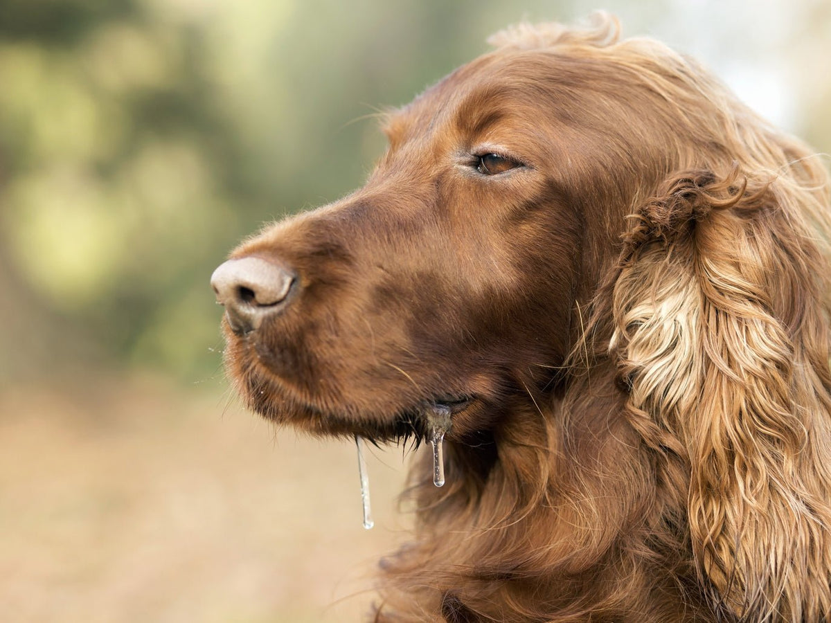 Waarom Kwijlt een Hond? - MisterDog