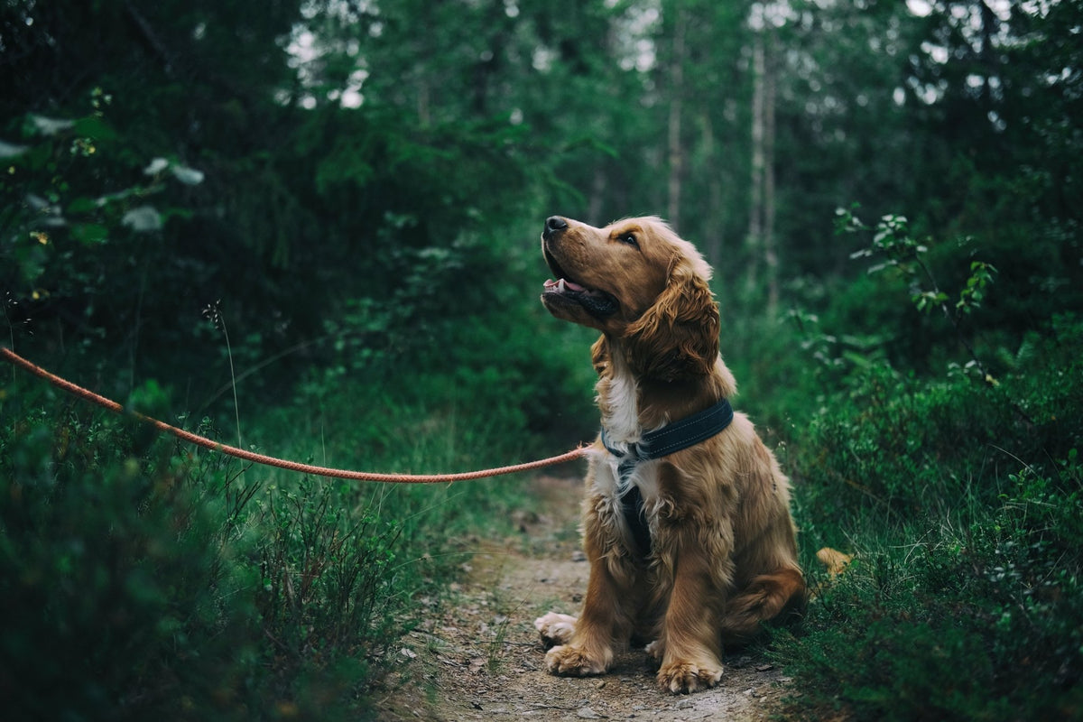 Wandelen met je hond: tips en advies voor een plezierige ervaring - MisterDog