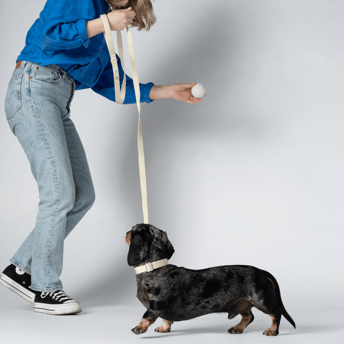 Dog Collar Walk Kit - MisterDog 1