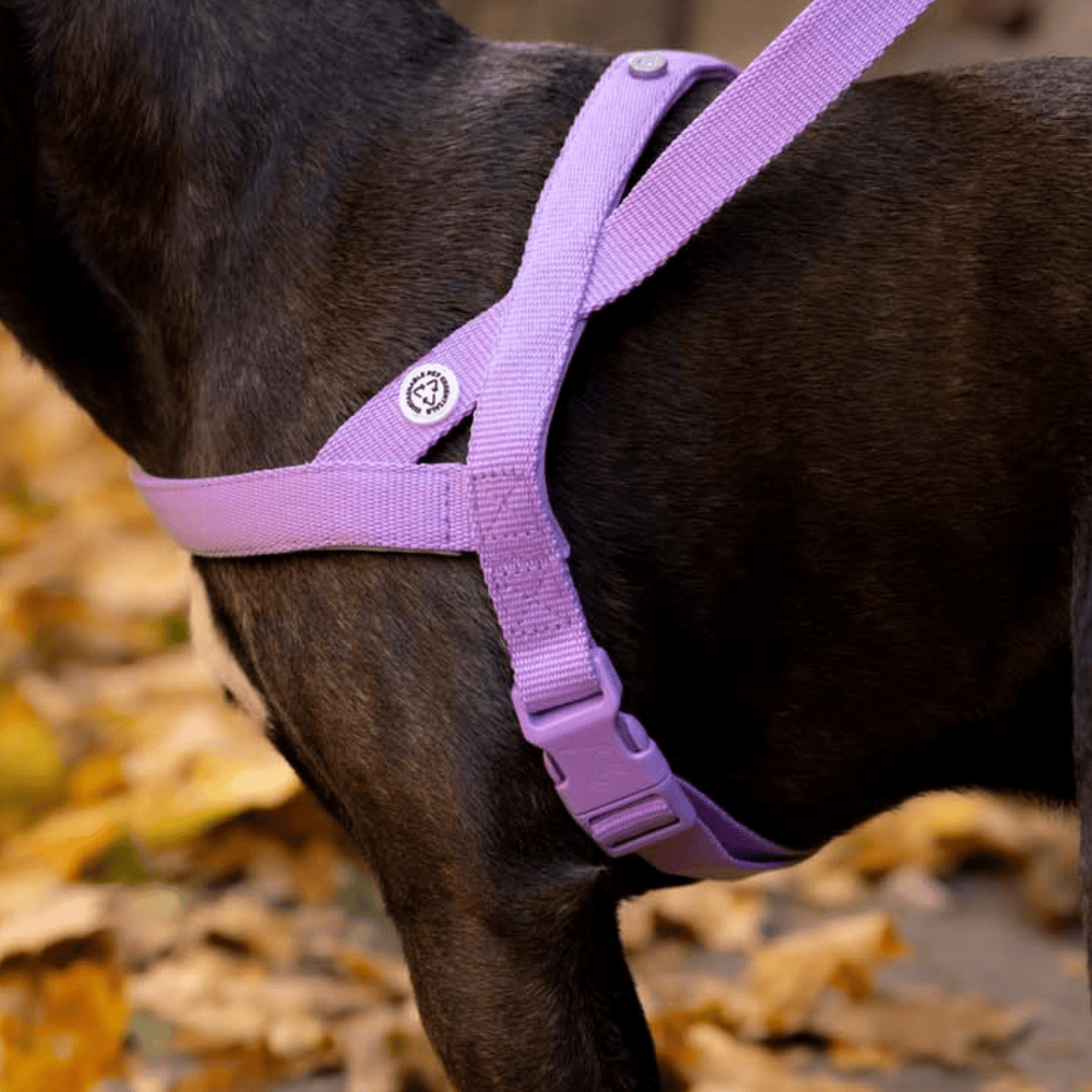 Dog Harness Walk Kit - MisterDog