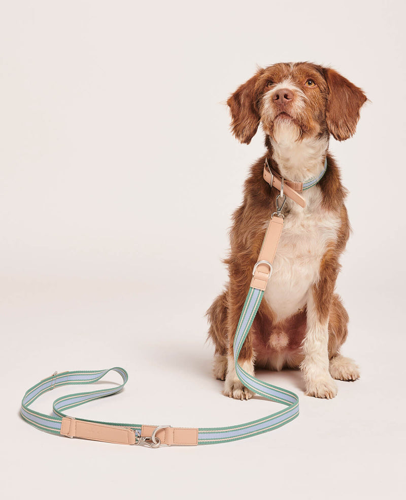 Dog leash Trix - MisterDog