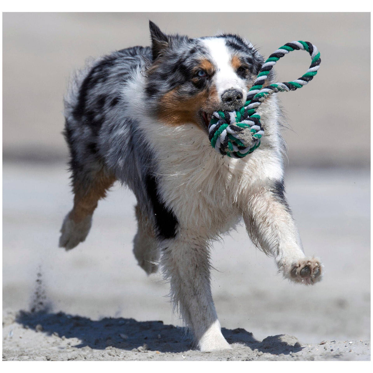 Dog toy mega slingball - MisterDog