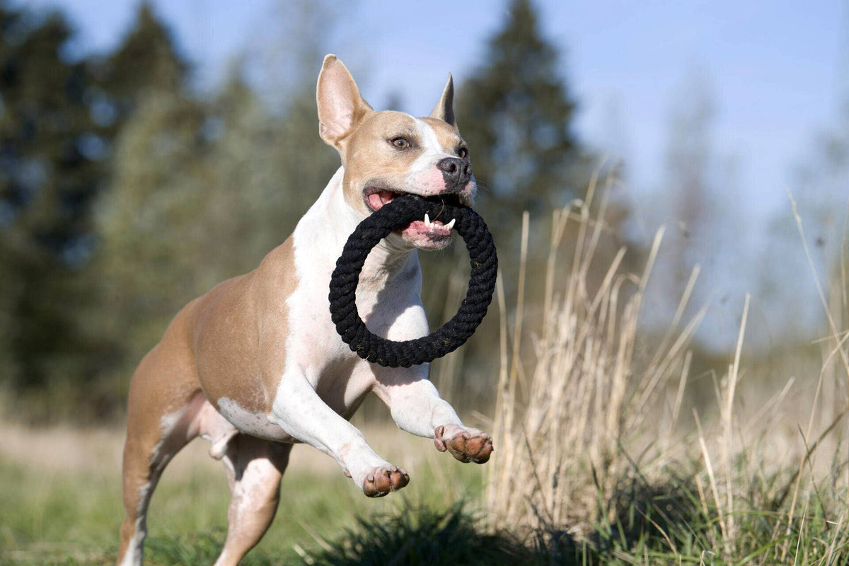 Dog toy Ringo Ring - MisterDog