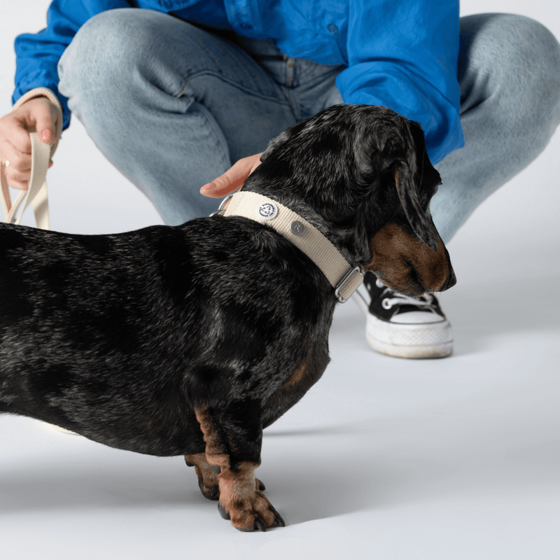 Duurzame  Hondenhalsband 