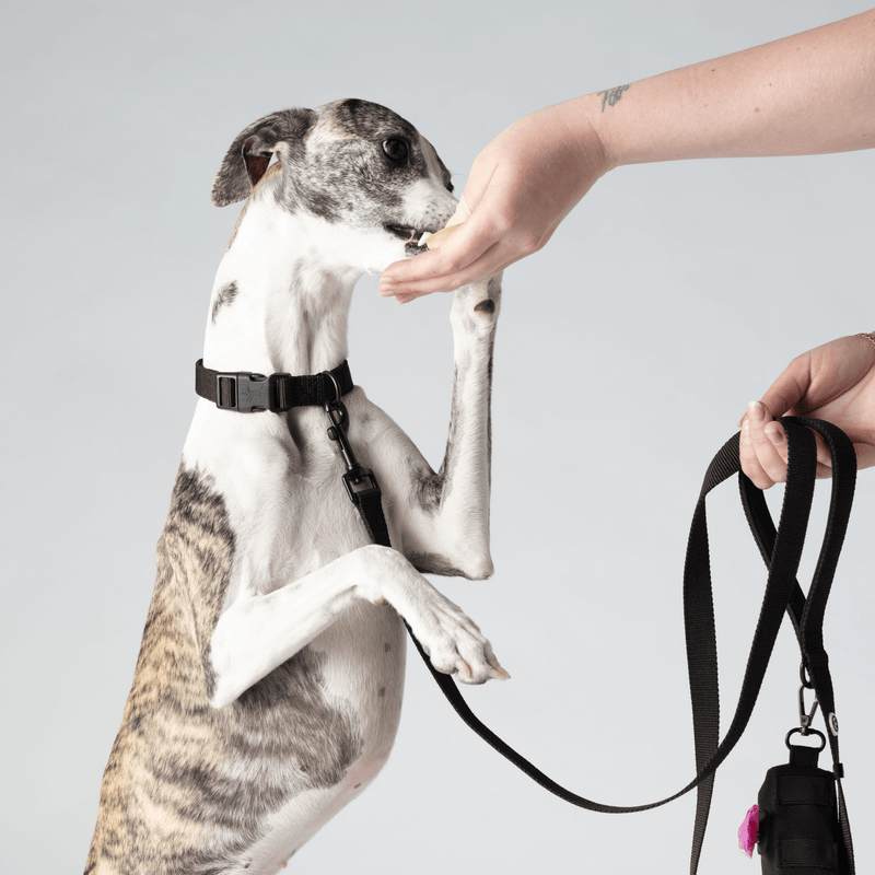 Eco-Friendly Dog Collar