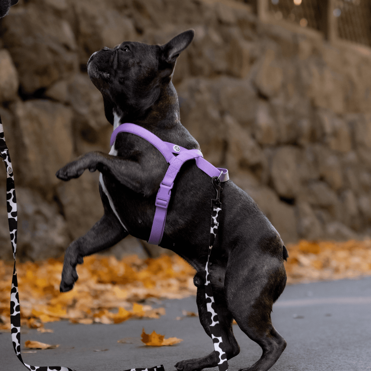 Eco-Friendly Dog Harness - MisterDog