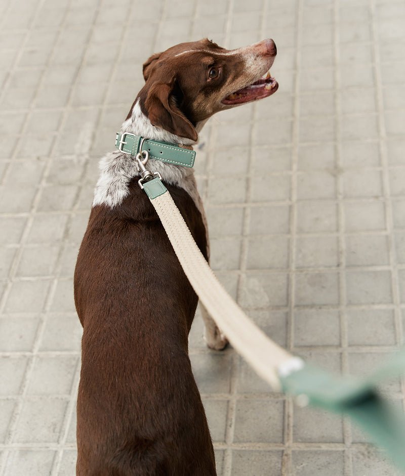 Vegan Dog leash - MisterDog