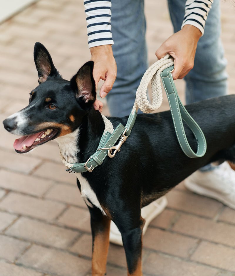 Vegan Dog leash - MisterDog
