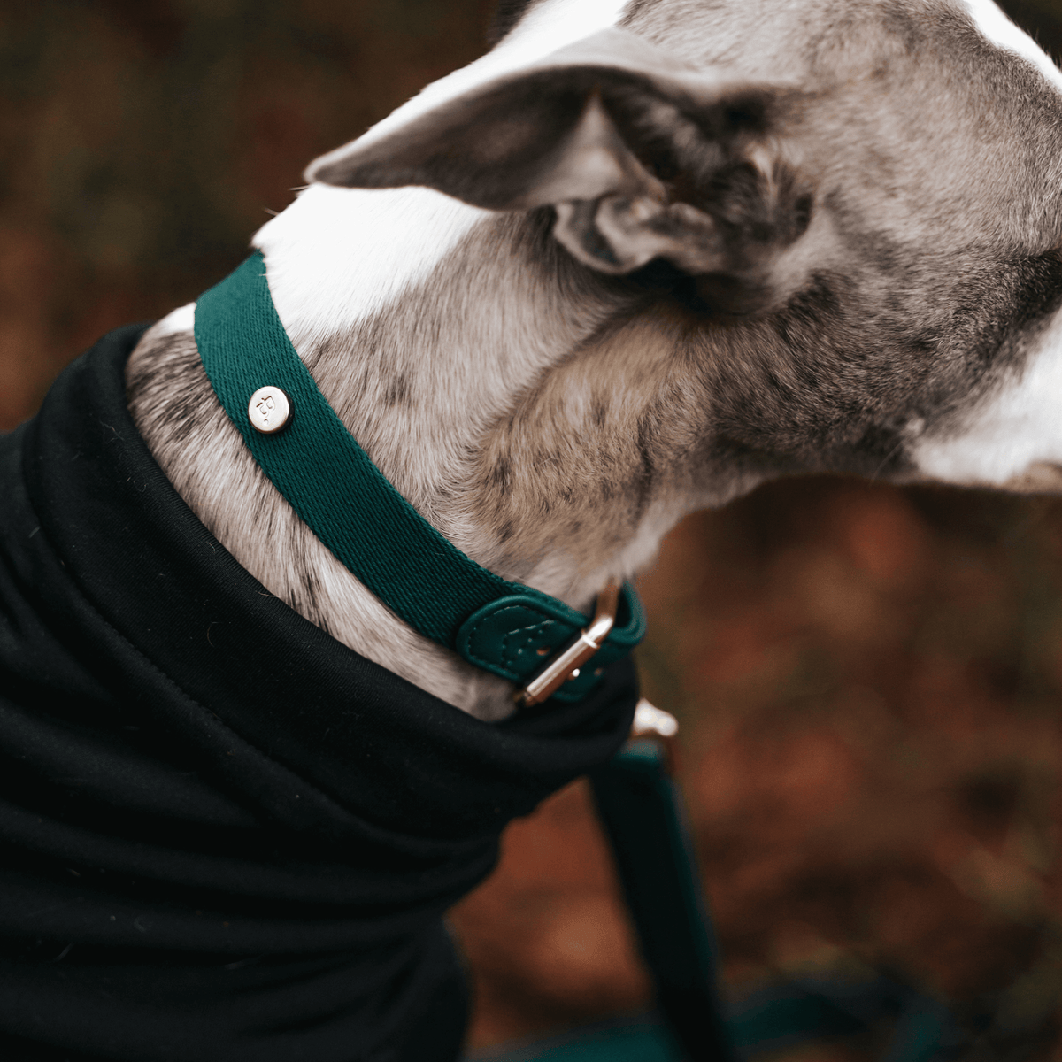 Vegan Lederen honden halsband