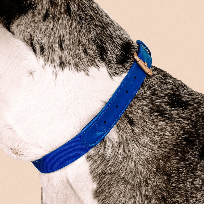 Vegan Leather Dog Collar