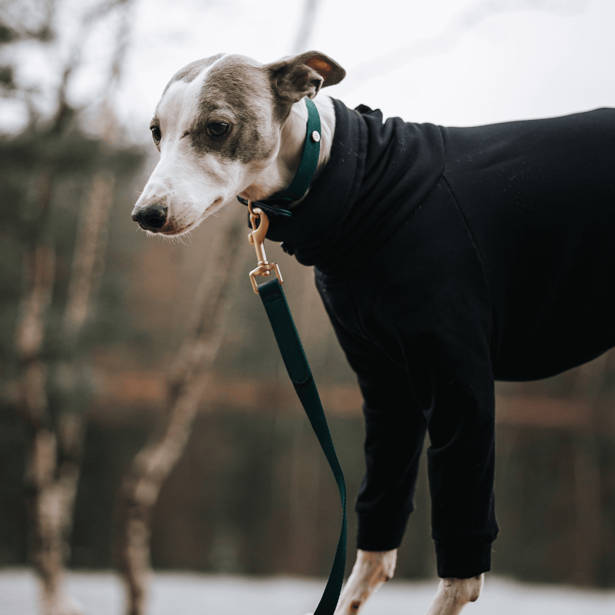 Vegan leather Dog Collar Walk Kit