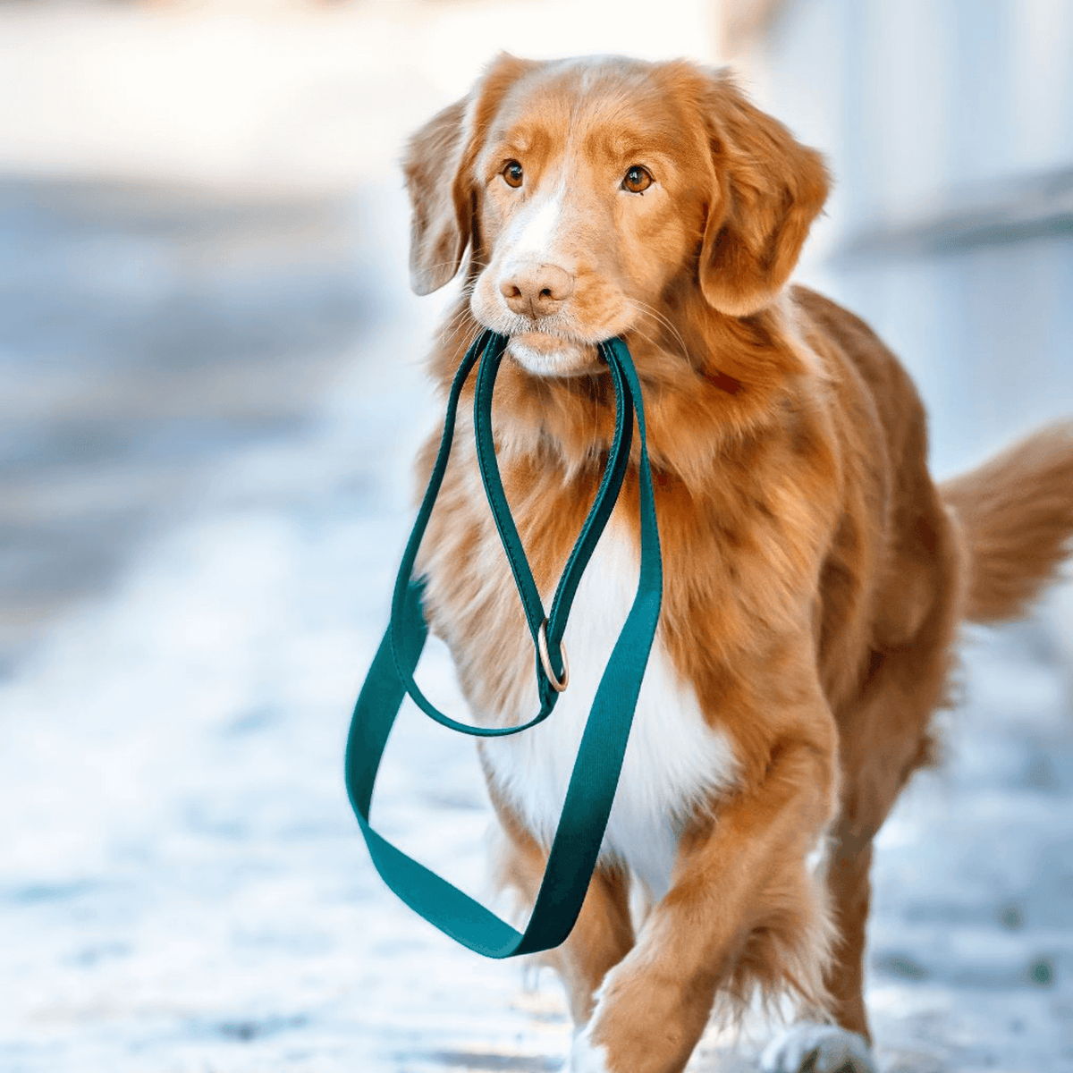Vegan Leather dog leash